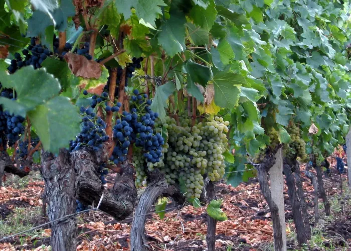 Etna e cantine