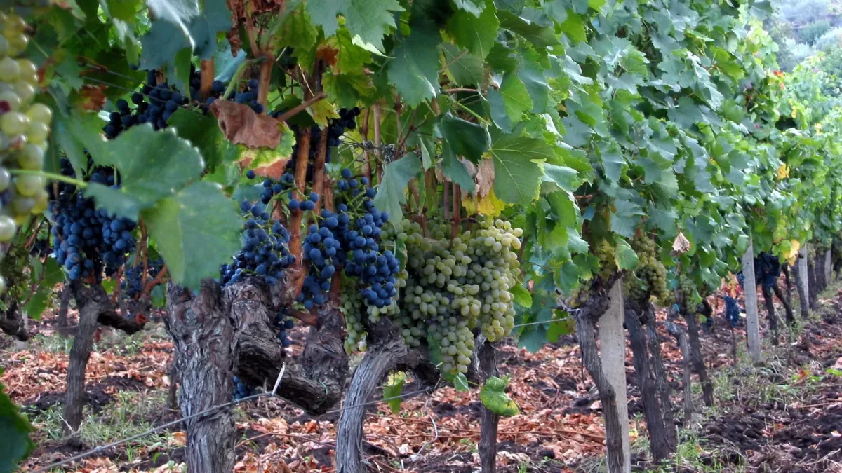 Etna e cantine